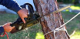 Best Weed Control  in Puyallup, WA