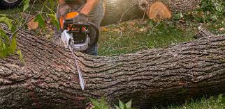 Best Aeration Services  in Puyallup, WA